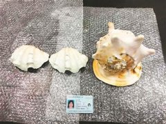 ���P��@�y�lΣ��ֲ����Ʒ�� ���딵������ƹ���